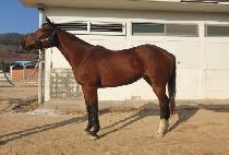 �׸���Ĺ (GREEN SCAT) ����