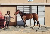 ������ (DOUBLE TAP) ����