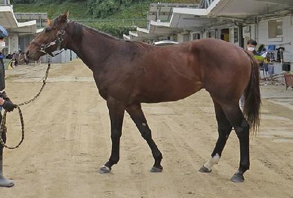 ���������� ����