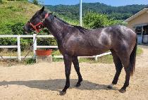 BEOLMAUI STAR picture