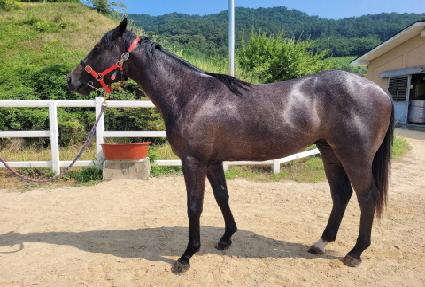 �����ǽ�Ÿ ����