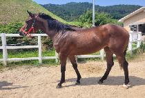 �Ƶ���� (ADELE GOLD) ����