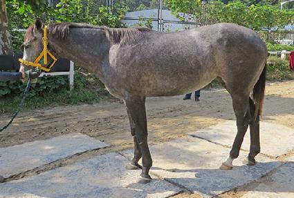 �ǿ������� ����