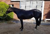 FLEX SHINHWA picture