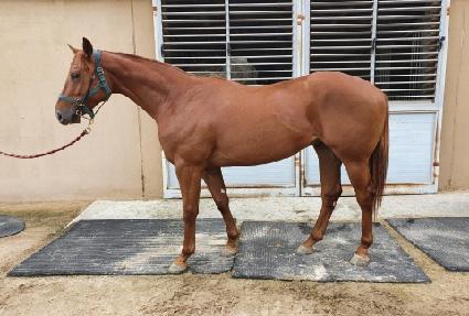 �������� ����