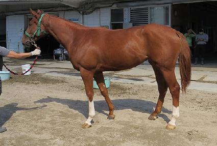 Ǫ������ ����