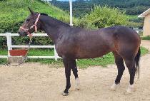 HWARANG BRAVO picture