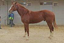 ����ƼĨ (MIGHTY CHIP) ����