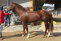 ����Ƽ�� (MIGHTY GEE) ����