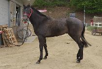 ����Ƽű (MIGHTY KICK) ����