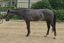 ���ũ (BIG YAK) ����