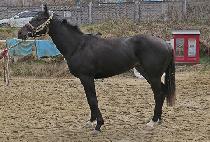 û���� (CHEONGCHUN VIVA) ����