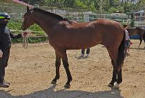 �����ܾ��� (UNICORN ALPHA) ����