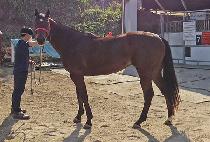 �����ָ� (NAMSAN JUMONG) ����