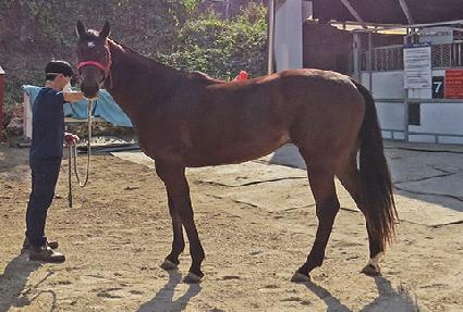 �����ָ� ����