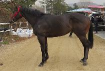 ������ (LE FAUVE) ����