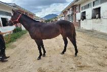 ��´������� (RAON THE FIGHTING) ����