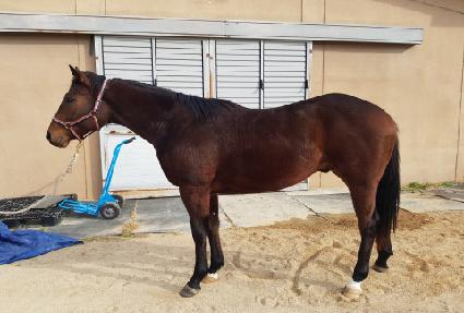 ���Ƹ�Ĺ ����