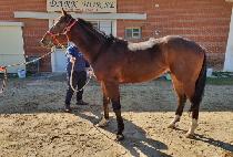 �̽��Ͱ� (MR. GO) ����