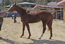 �ߺ��� (BALVENIE) ����