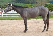 �ٺ���̷� (BABEL SAMIRO) ����