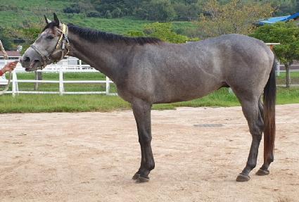 �ٺ���̷� ����