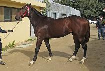 ����ŷ (NARAE KING) ����