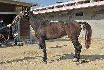 ��Ƽ�� (CITY CHARM) ����