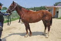 �̸�����Ʈ (MIR BEST) ����