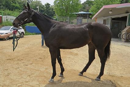 ����Ʈ�ν� ����