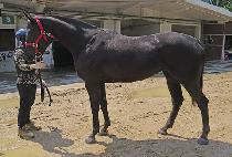 ť�ǵ����� (CUPID JUMBO) ����