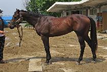 Ÿ��Ÿ��Ÿ�� (TARATARATARA) ����