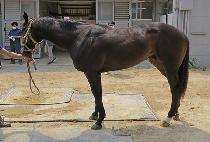 ��Ű�ÿ����� (LUCKY SIEMPRE) ����