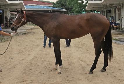 ���������� ����