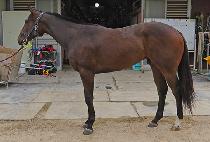 �ż����� (GEOSEN BULPAE) ����