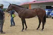 ���̾��� (IRON DOLPHIN) ����