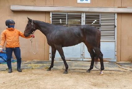 ����轺 ����