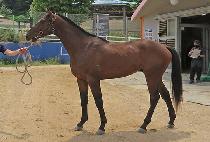 ���ǵ��Ű (SPEEDY ROOKIE) ����