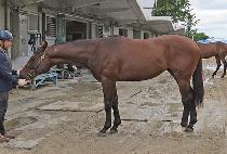 ����ŷ���� (VIKING STORM) ����