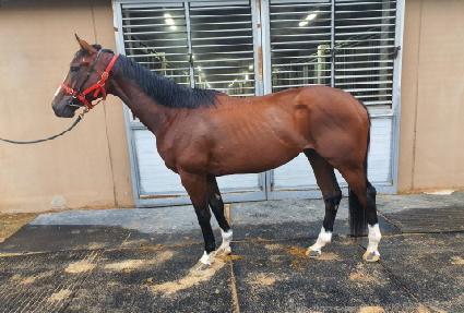 ����������Ʈ ����