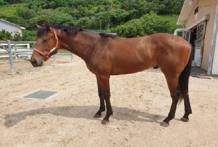 ��Ʈ�θƽ� ����