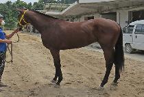 �μ��屺 (DUSON JANGGUN) ����