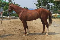 �μո۱� (DUSON MEONGGUN) ����