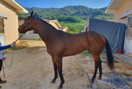 ���������� ����