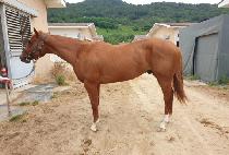 �Ҵ�ŷ���� (SONIC KING IJI) ����