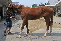 �ִϸ����� (ANIMAL WINNER) ����