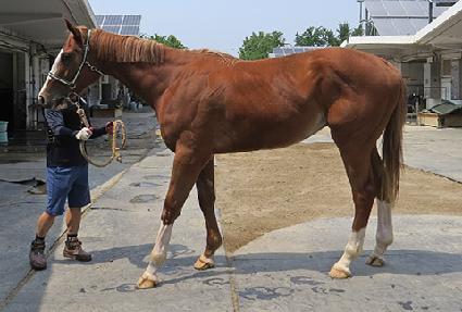 �ִϸ����� ����