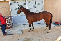 ���Ÿ (ROSE STAR) ����