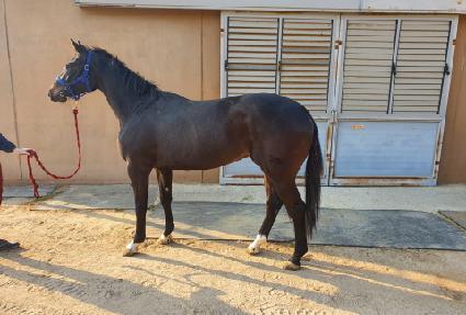 ������ ����