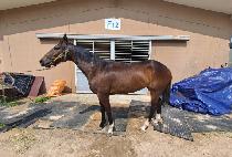 ����������� (GOLD PRINCESS) ����